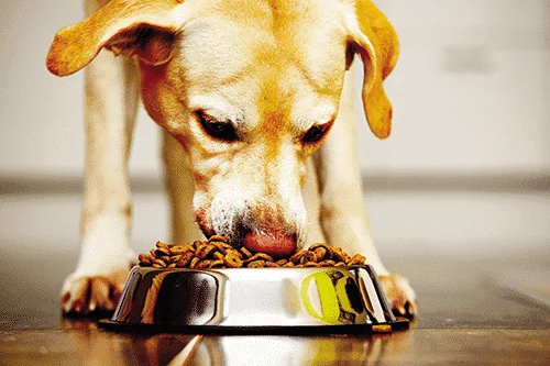 Rodem Industries Served Pet Food